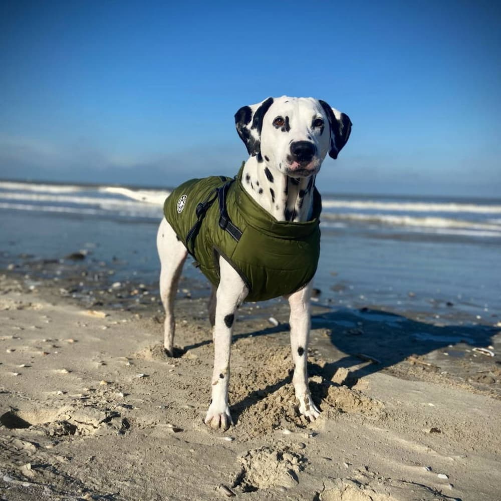 معطف واقٍ من المطر للكلب - حماية وأسلوب