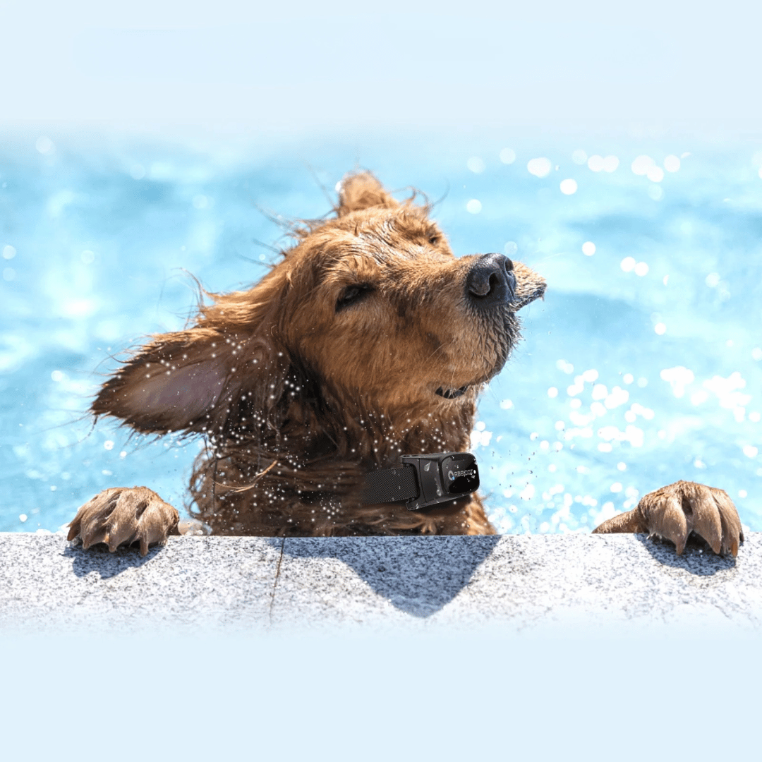 犬用しつけ用カラー – LEDリモコンと1000mの範囲