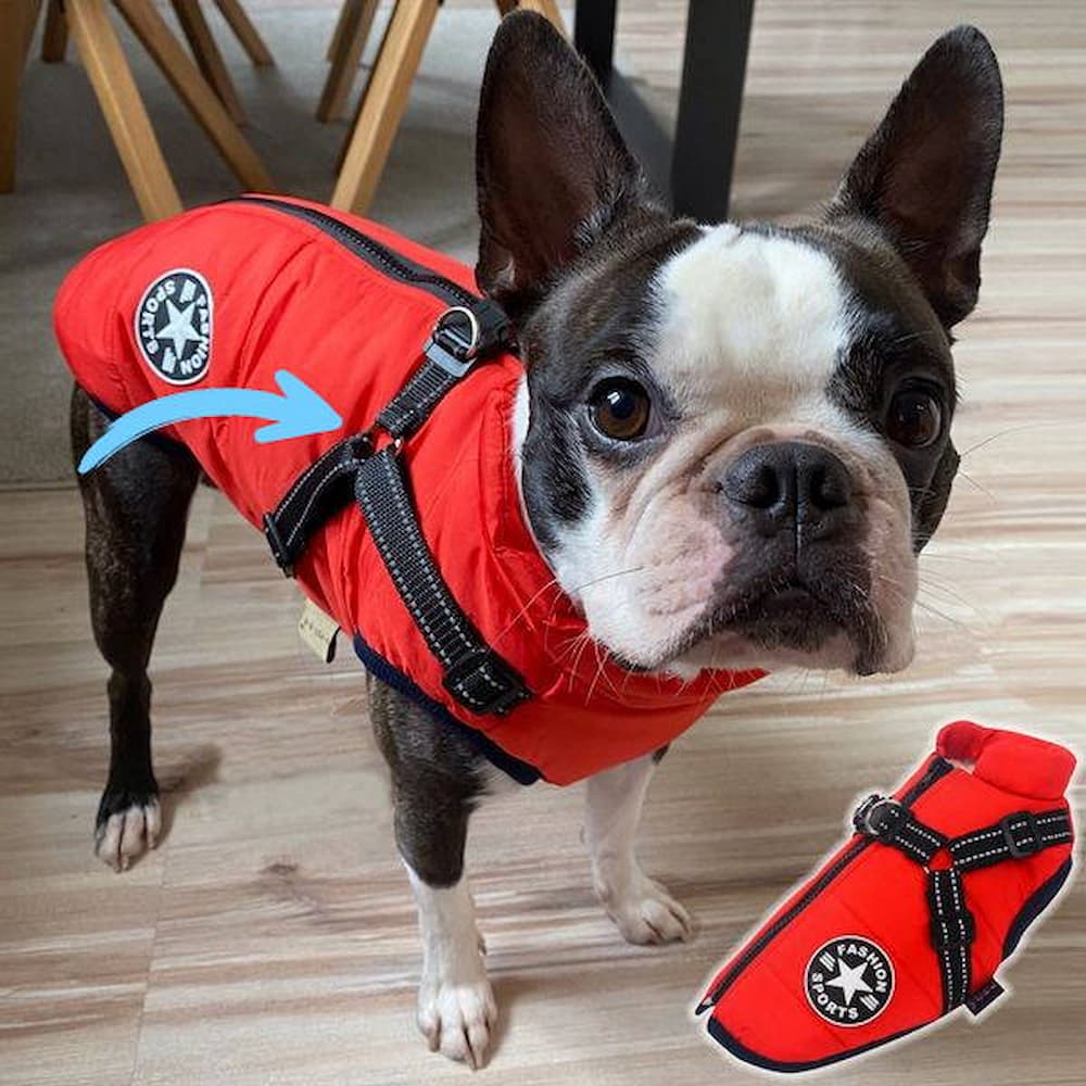 معطف واقٍ من المطر للكلب - حماية وأسلوب